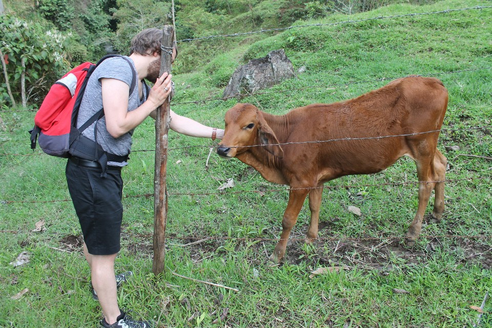 Colombia - Jardín - Zutrauliches Kalb