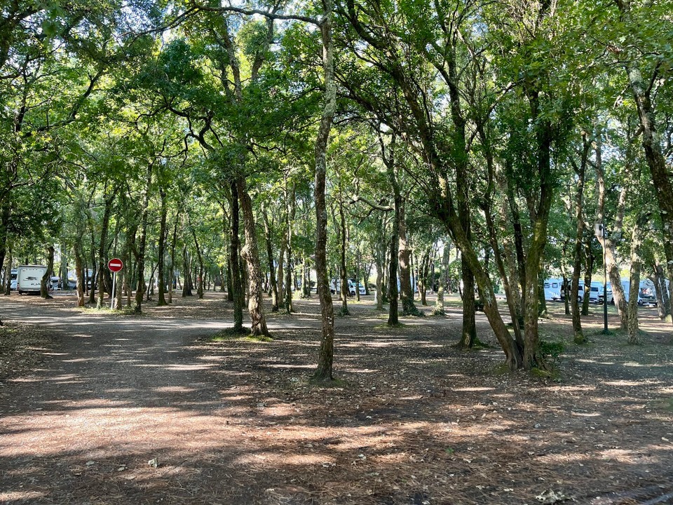 Frankreich - La Teste de Buch - Auf diesem Stellplatz sieht man vor lauter Bäumen den Wald nicht. 