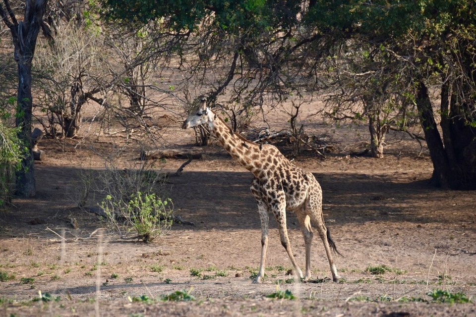 Botsuana -  - Giraffe 