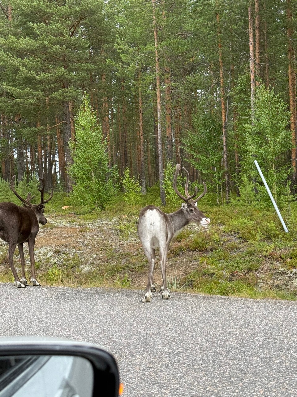 Schweden - Jukkasjärvi - Sie sind schon da 
