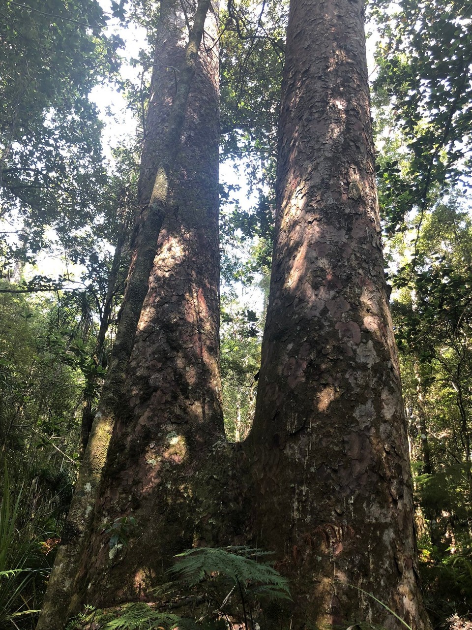 Neuseeland - Kaihu - Kauri-Zwillinge 