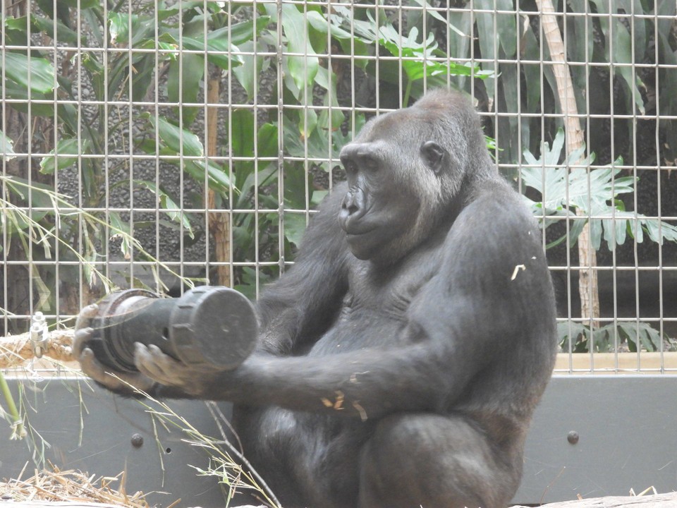 Schweiz - Zürich - Auch in Gefässen werden Leckerlis versteckt, mit einem Stecklein als Hilfsmittel wissen die Gorillas ganz genau, wie sie am Schnellsten die Nüsslein durch die Löcher schieben können