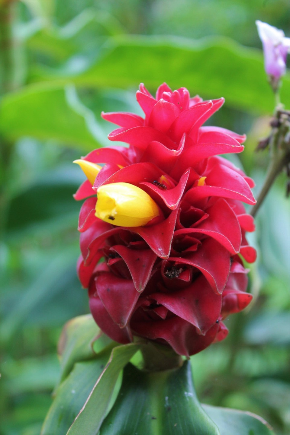 Colombia - Jardín - 