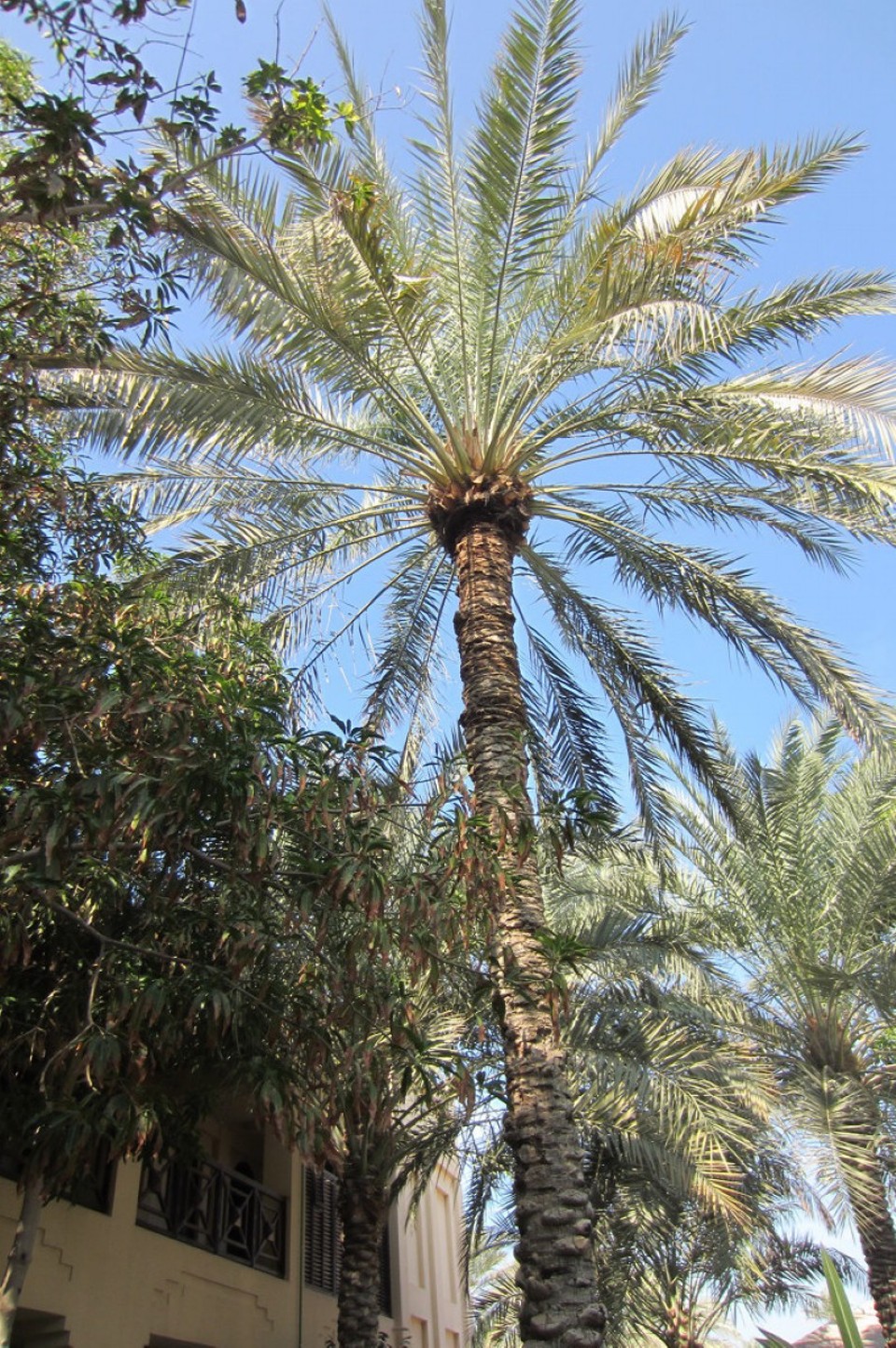 Bahrain - Manama - 