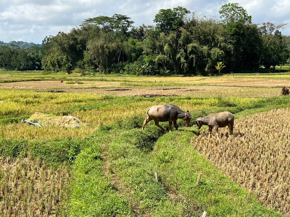 Indonesien - North Toraja Regency - Wasserbüffel, der wertvolle Besitz der Toraja.