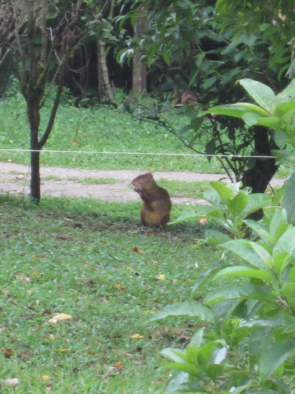 Costa Rica -  - 