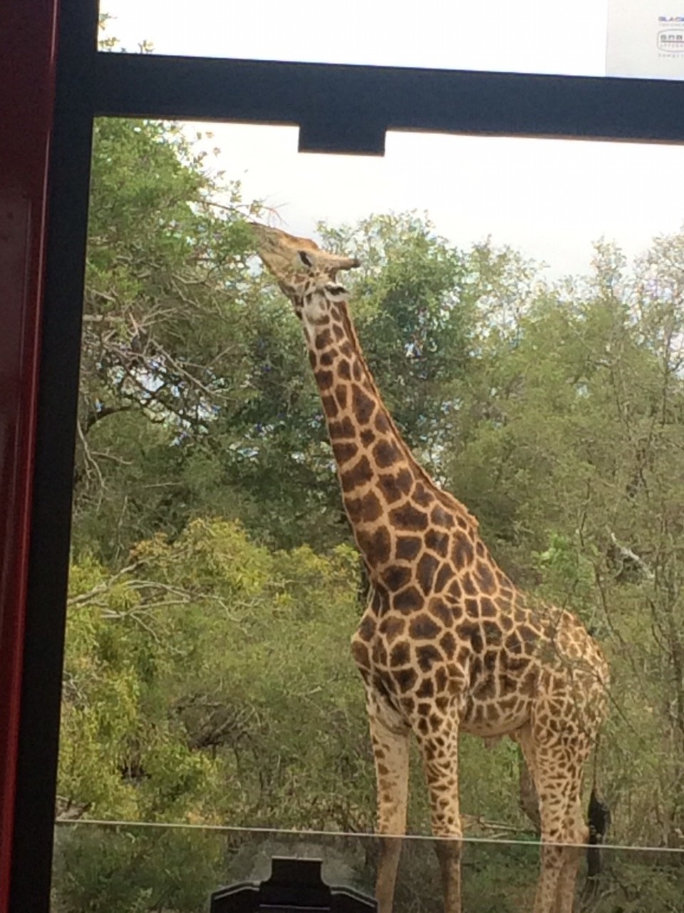 Südafrika -  - 