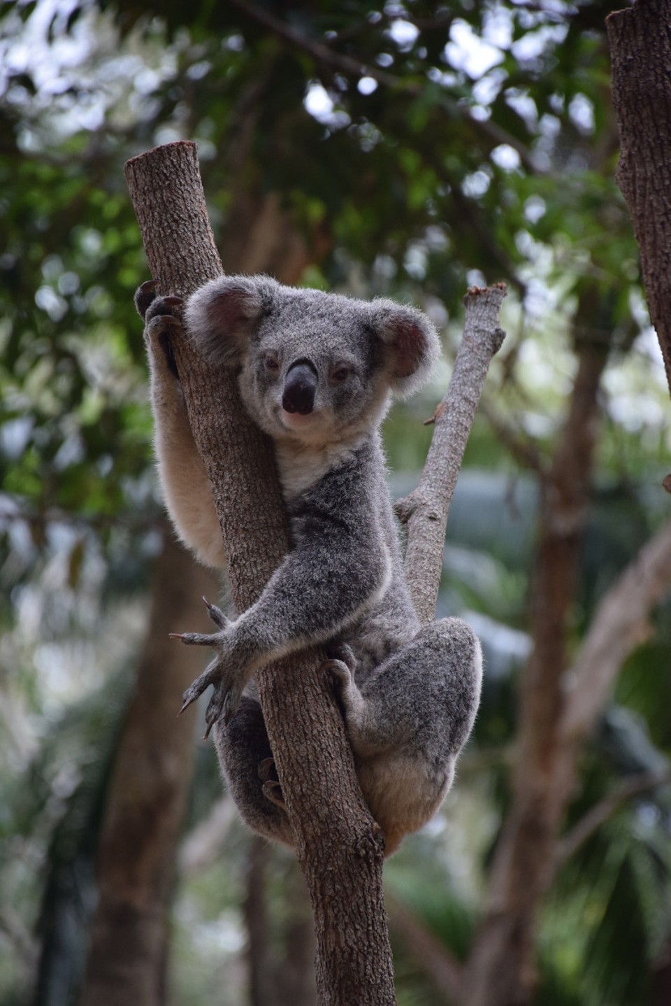 Australien - Currumbin - 