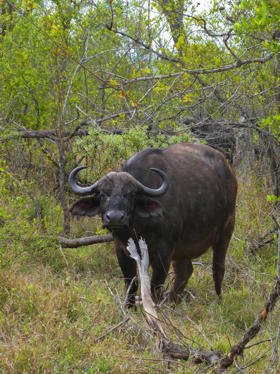 Südafrika - Kruger-Nationalpark - 