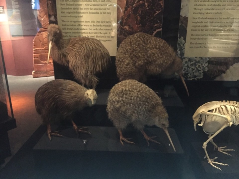 Neuseeland - Wellington - 