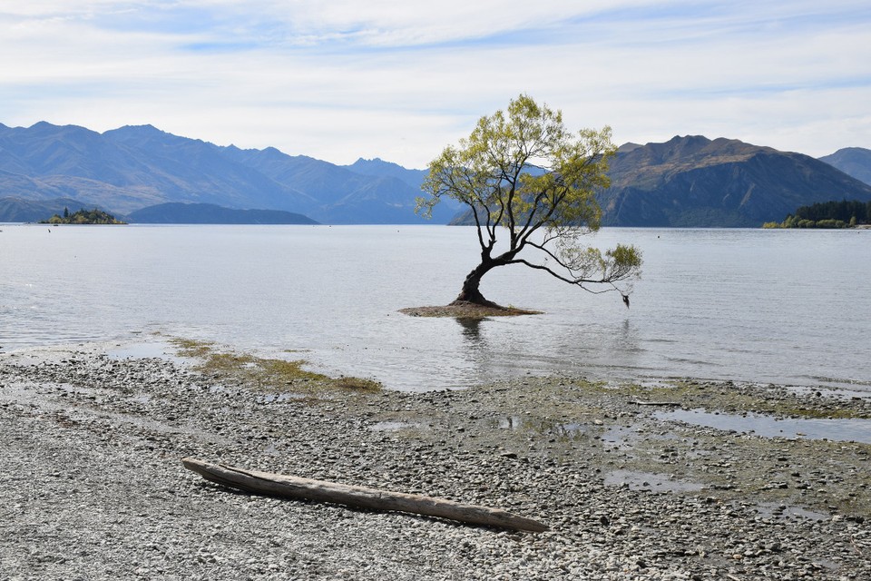 Neuseeland - Queenstown - "The Lone Tree of Wanaka"