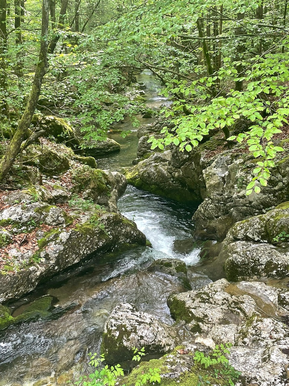 Slowenien - Bohinjsko Jezero - 