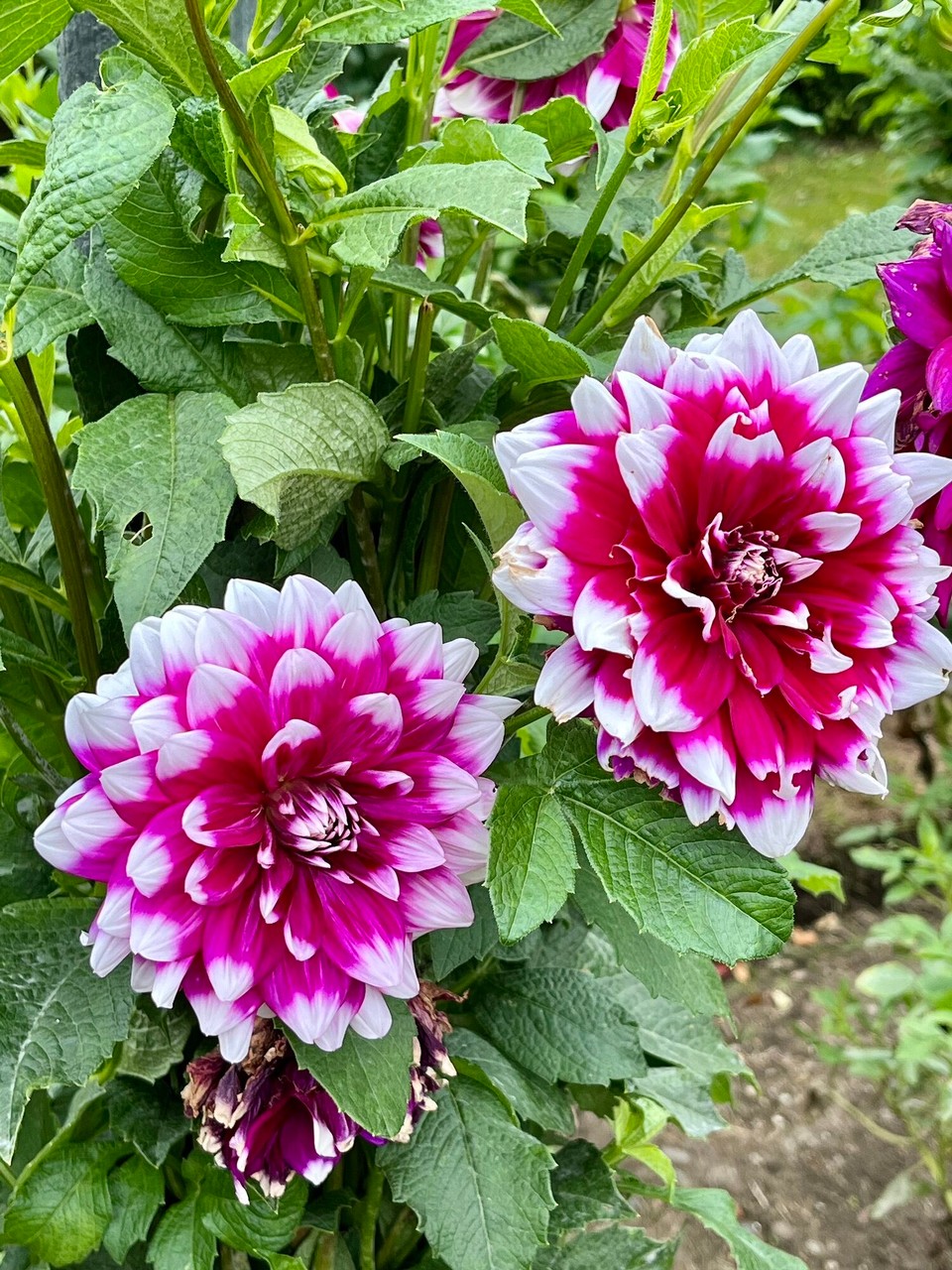 Italien - Verbania - 