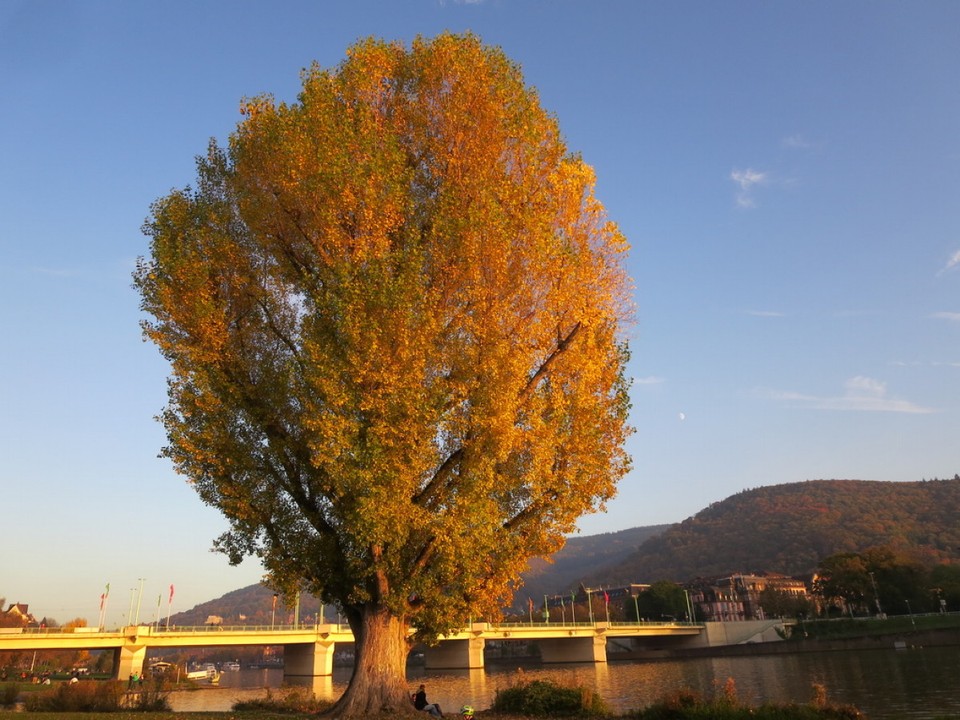 Deutschland - Heidelberg - 