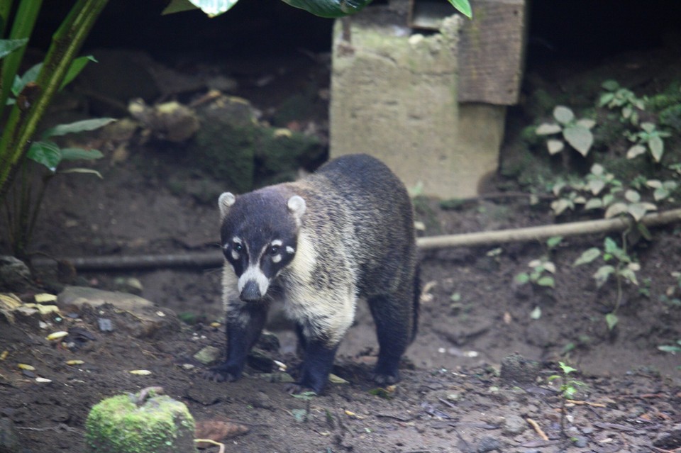 Costa Rica -  - 