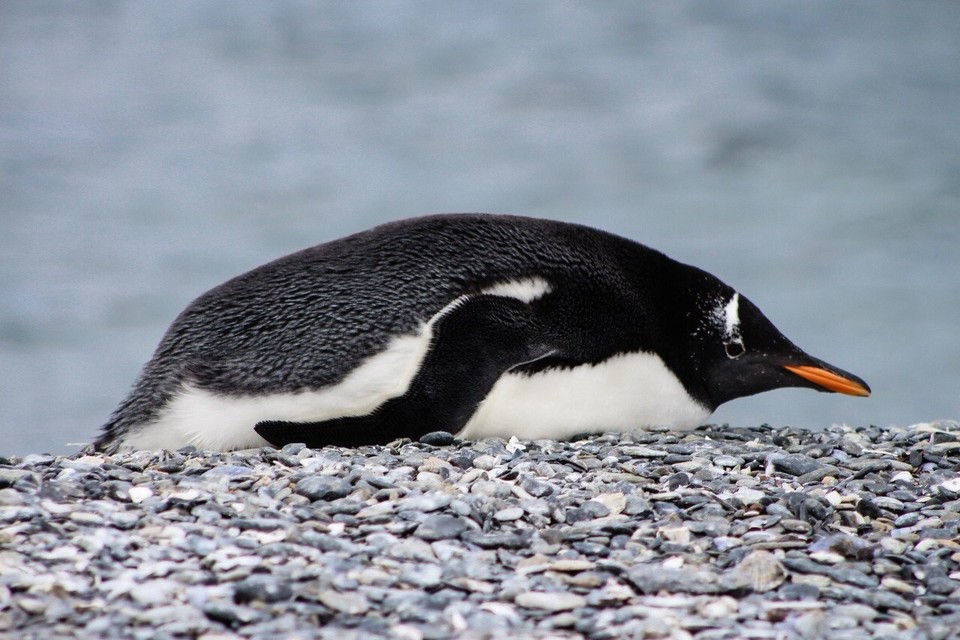 Argentinien - Isla Martillo - sowie eine kleine Kolonie der Gentoo Pinguinen - eine antarktische Pinguinart