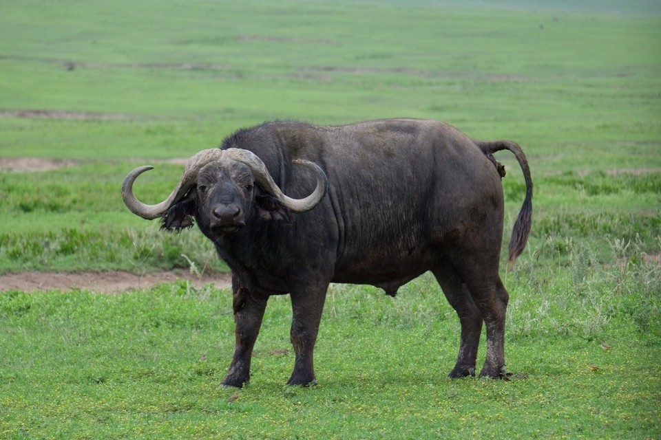  - Schutzgebiet Ngorongoro - Ein Büffel, und er sieht böse aus oder? 😉