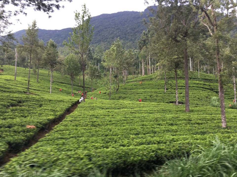 Sri Lanka - Kandy - 