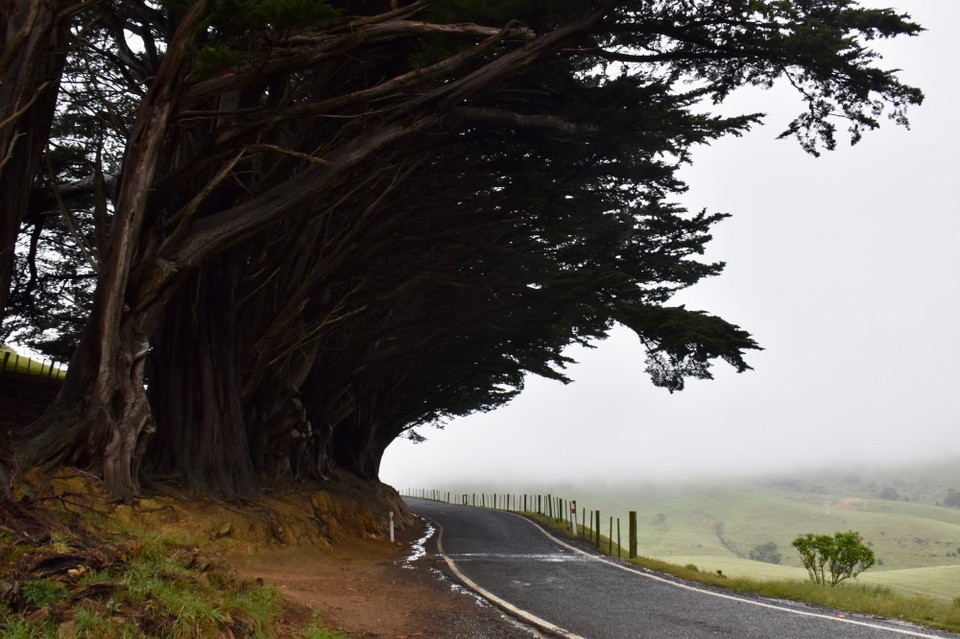 Neuseeland - Dunedin - Warum müssen Burgen immer auf einem Berg stehen.
Je höher wir kamen, desto nebliger wurde es.