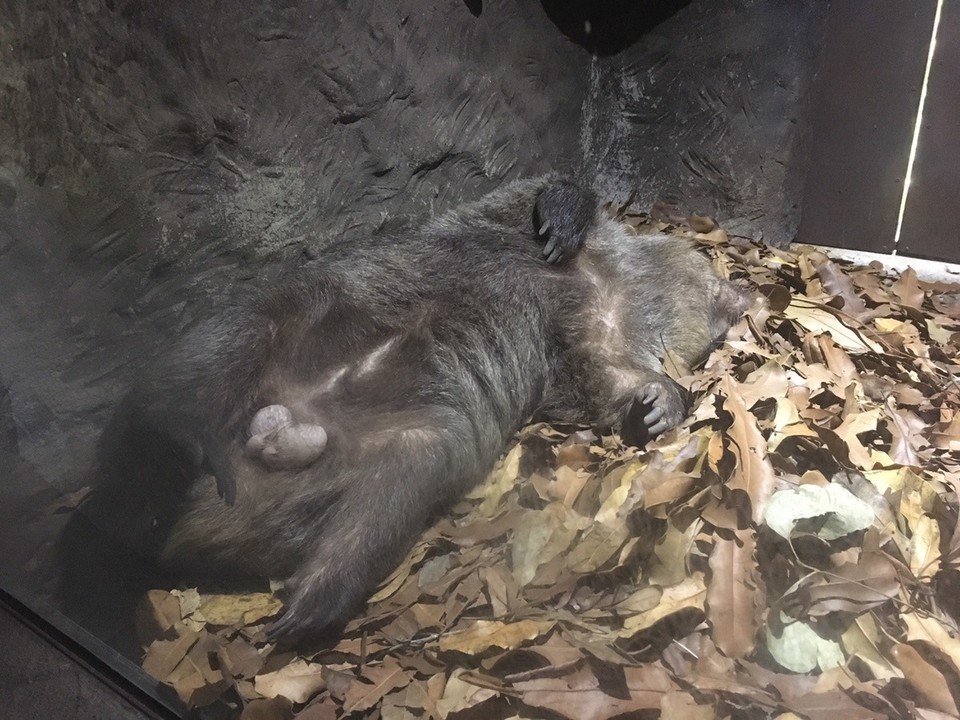 Ausztrália - Beerwah - Ez egy wombat ;)