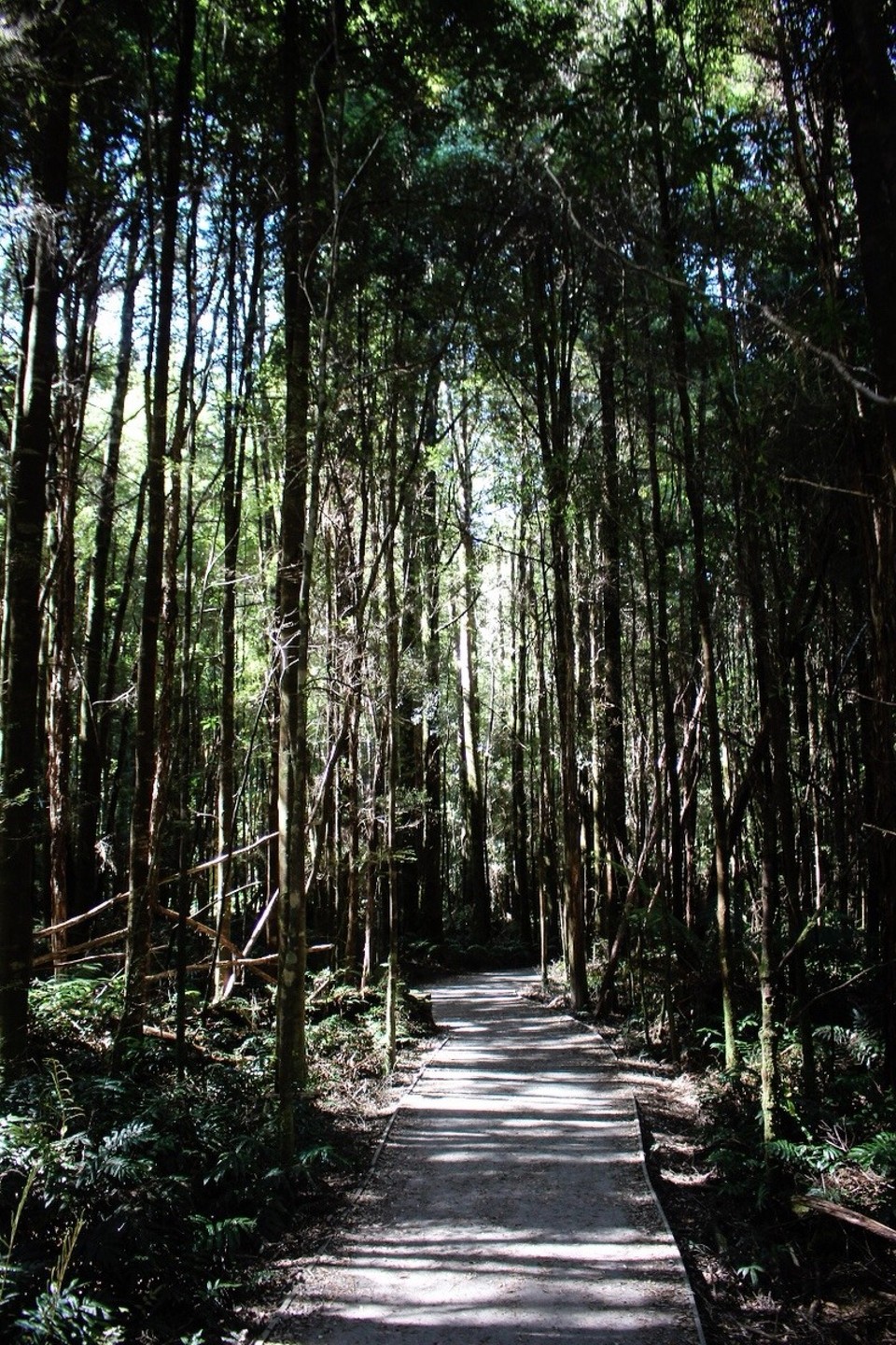 Australien - Franklin - Tall Trees 