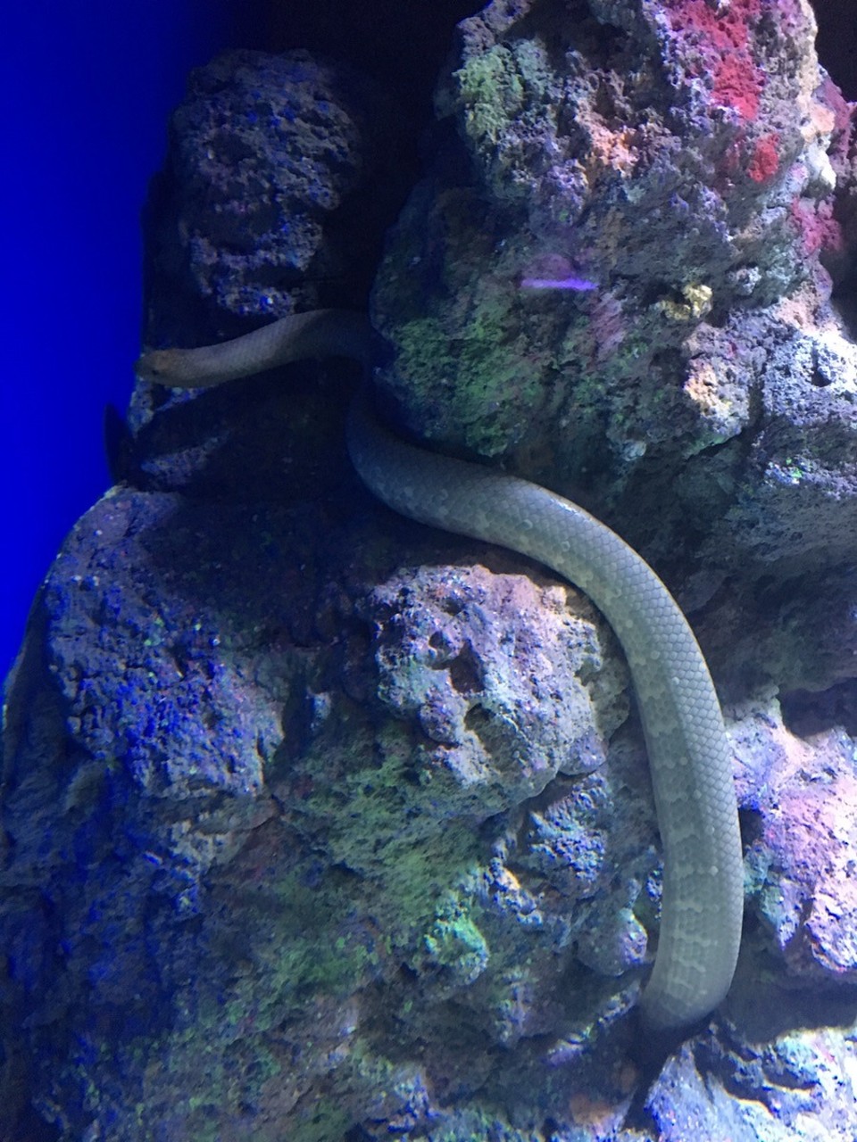  - Ausztrália, Cairns, Cairns Aquarium - 