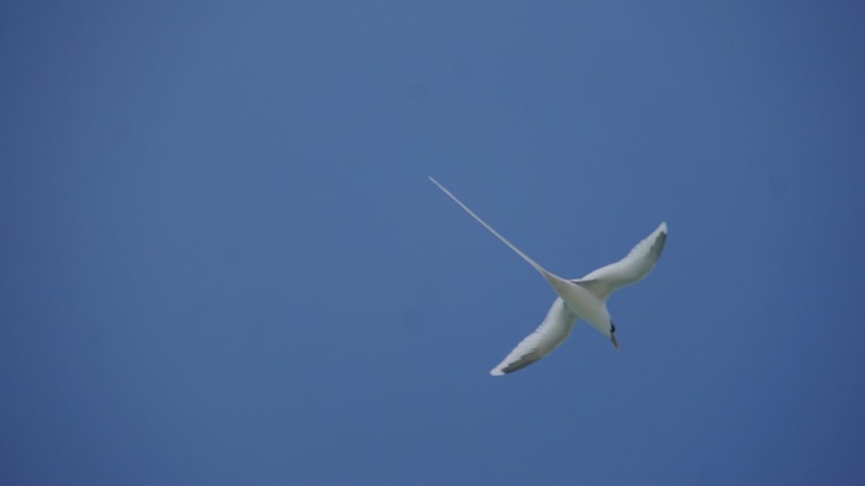 Mauritius -  - Weißschwanz Paradisvogel