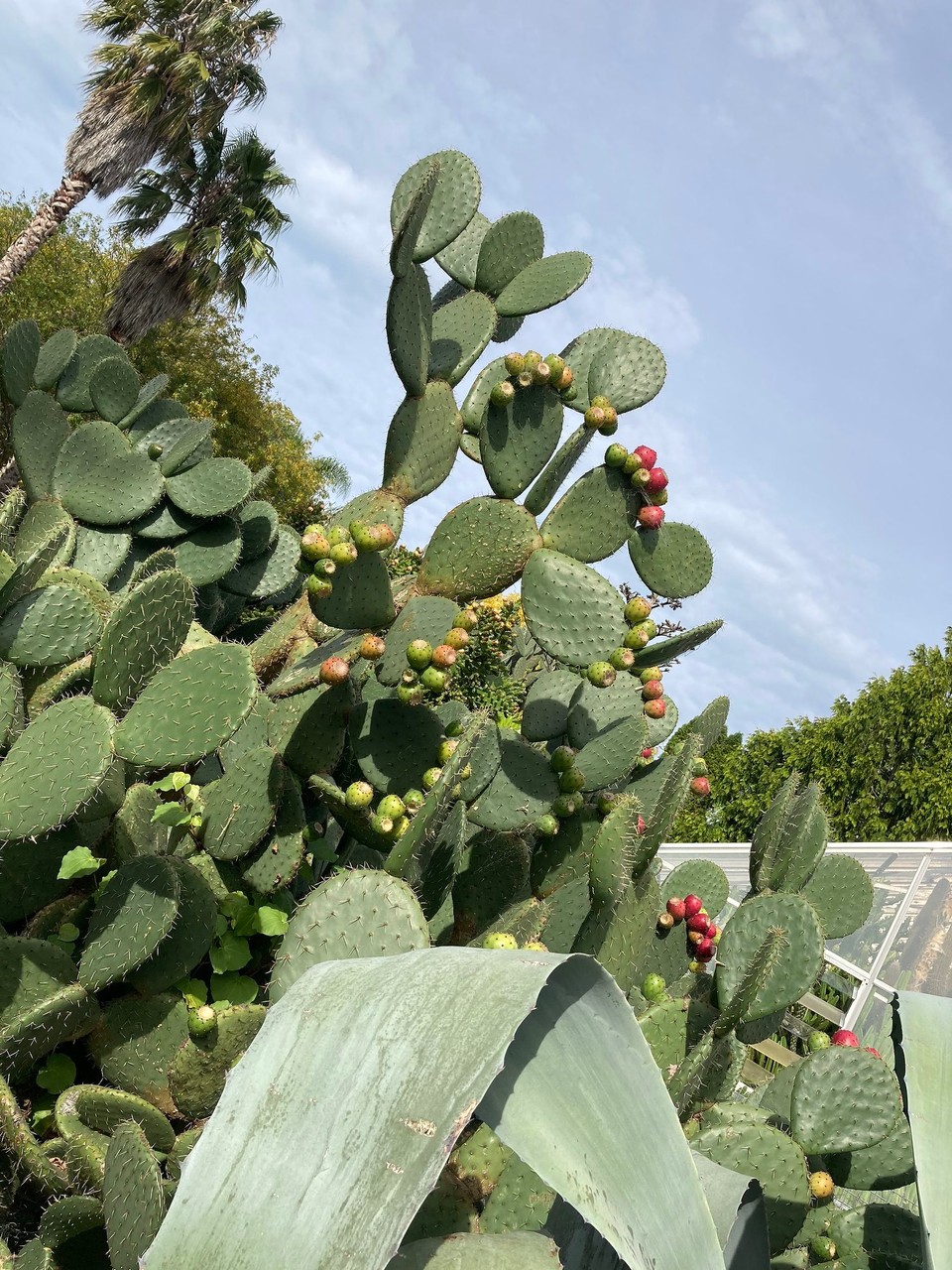 Neuseeland - Gisborne - So viele Früchte an den Kakteen 😃
