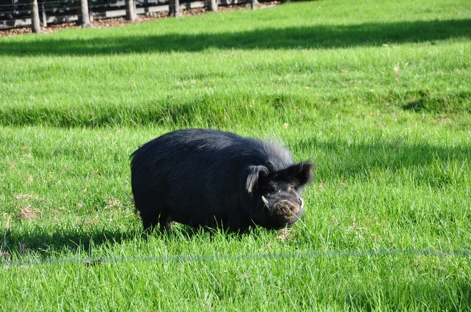 Neuseeland - Waipu - Öff, off, Ich bin auch hier zuhause. Spaghetti ist mein Name.