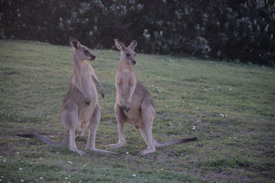 Australien - Coffs Harbour City - 
