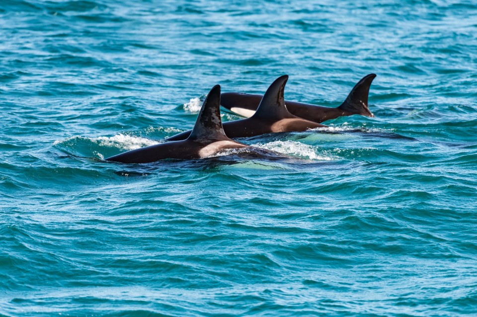 Neuseeland - Kaikoura Central - 