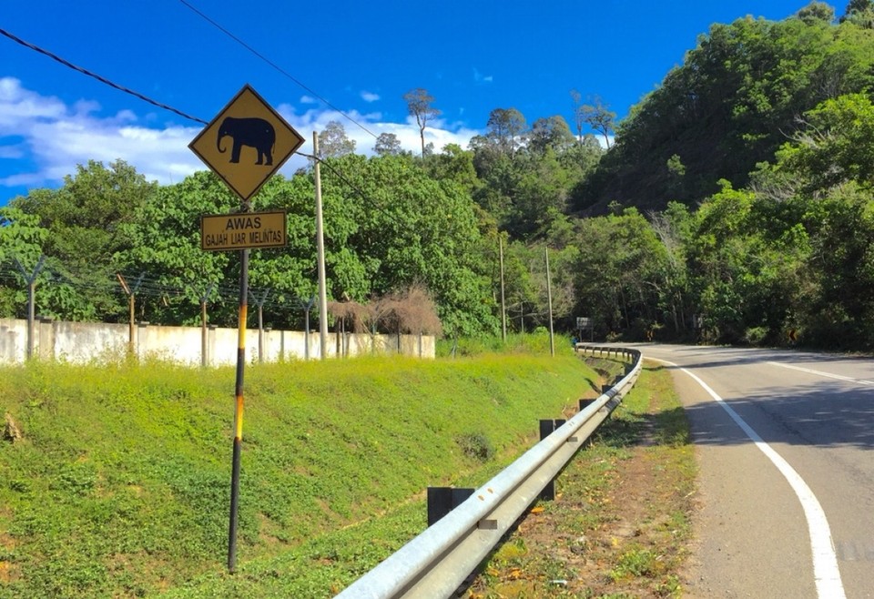 Malaysia - Gerik - zebra cross for elephant