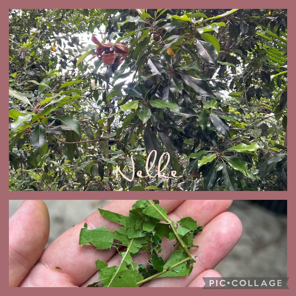 Tansania -  - 
