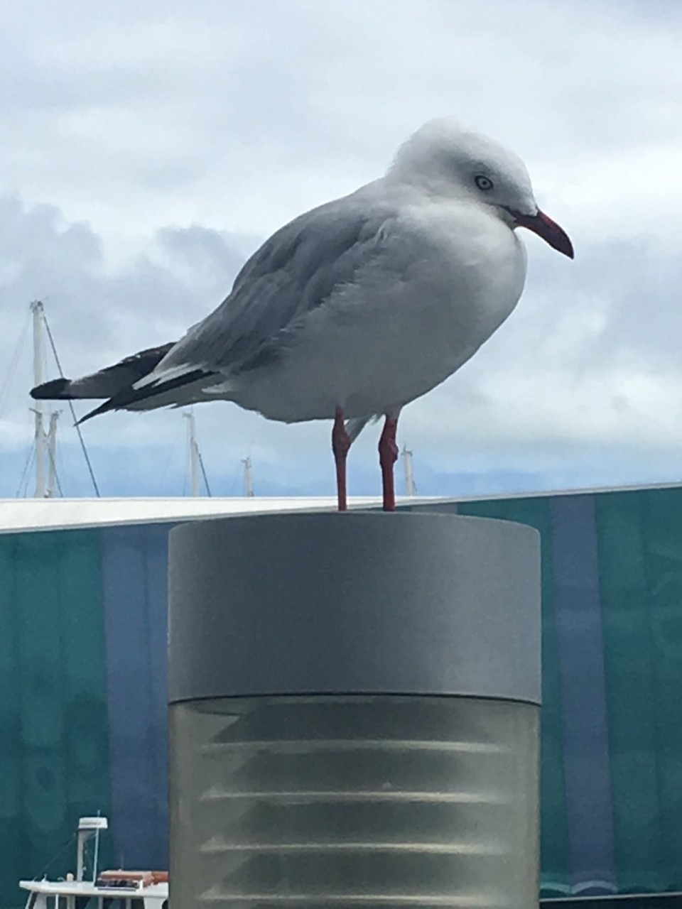 Neuseeland - Auckland - Ilsebilse hält sich zurück mit Lob, na ja