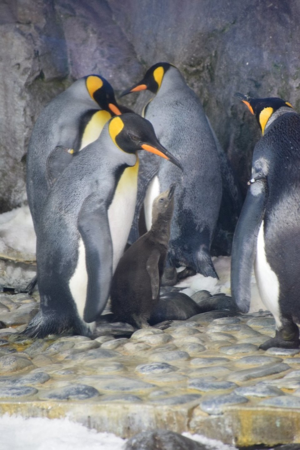 Neuseeland - Auckland - Ein Baby-Pinguin 