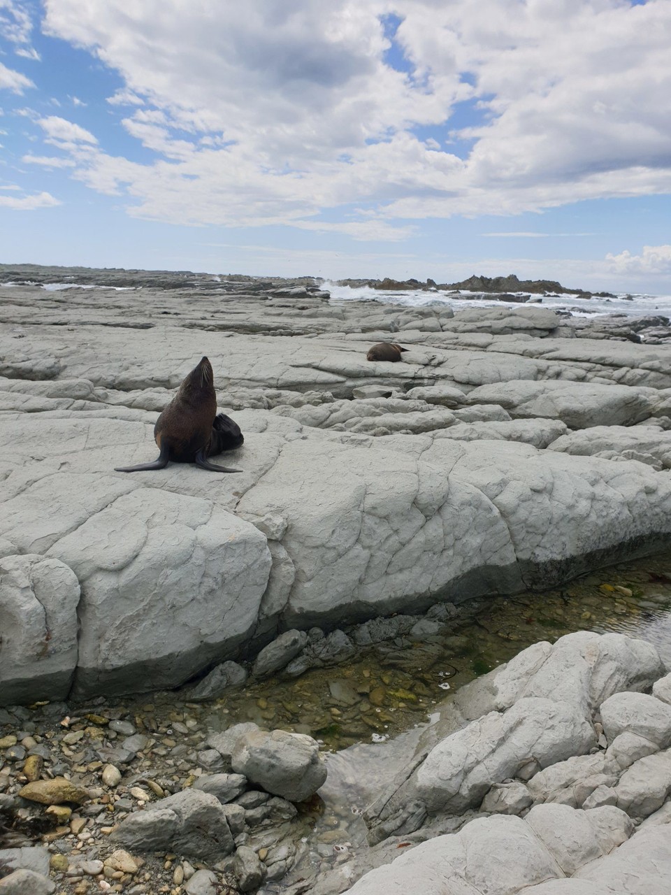 Neuseeland - Kaikoura - 