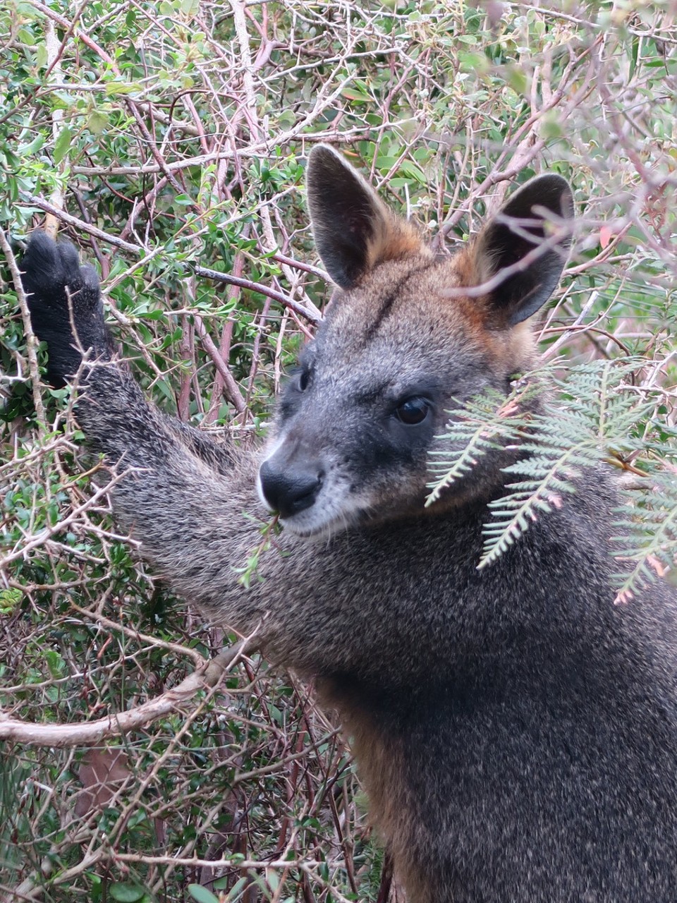 Australia - Wilsons Promontory - 