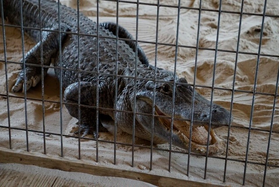 - Gator Park Everglades - 