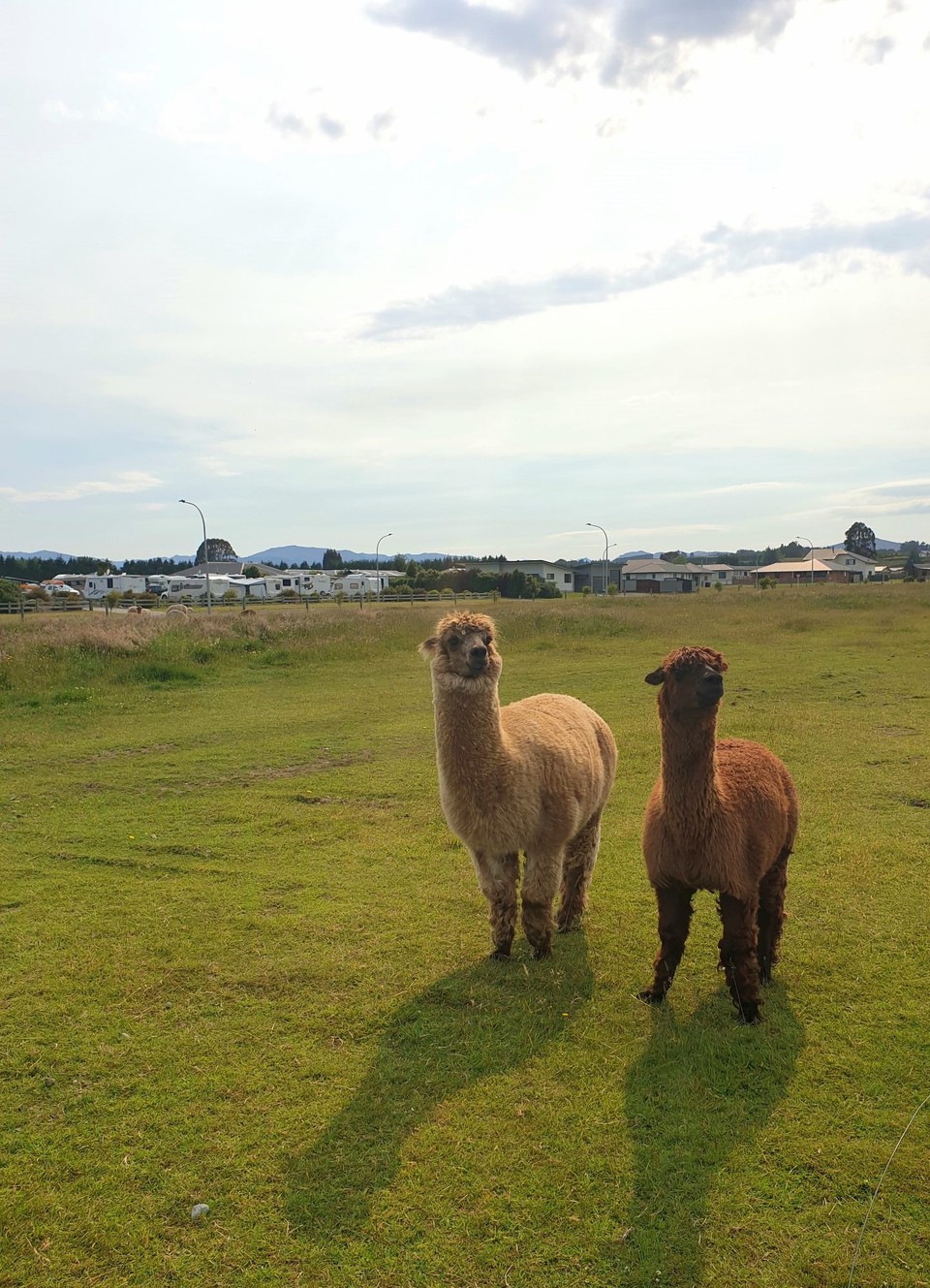 Neuseeland - Invercargill - Meine neuen Freunde...😍