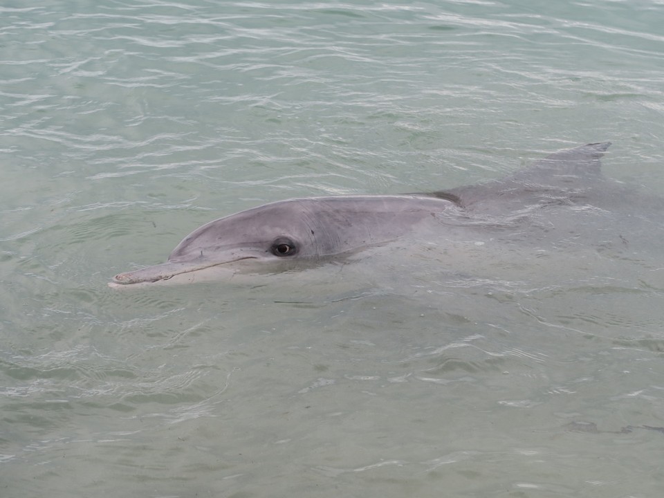 Australia - Shark Bay - Et dauphins en bord de plage !