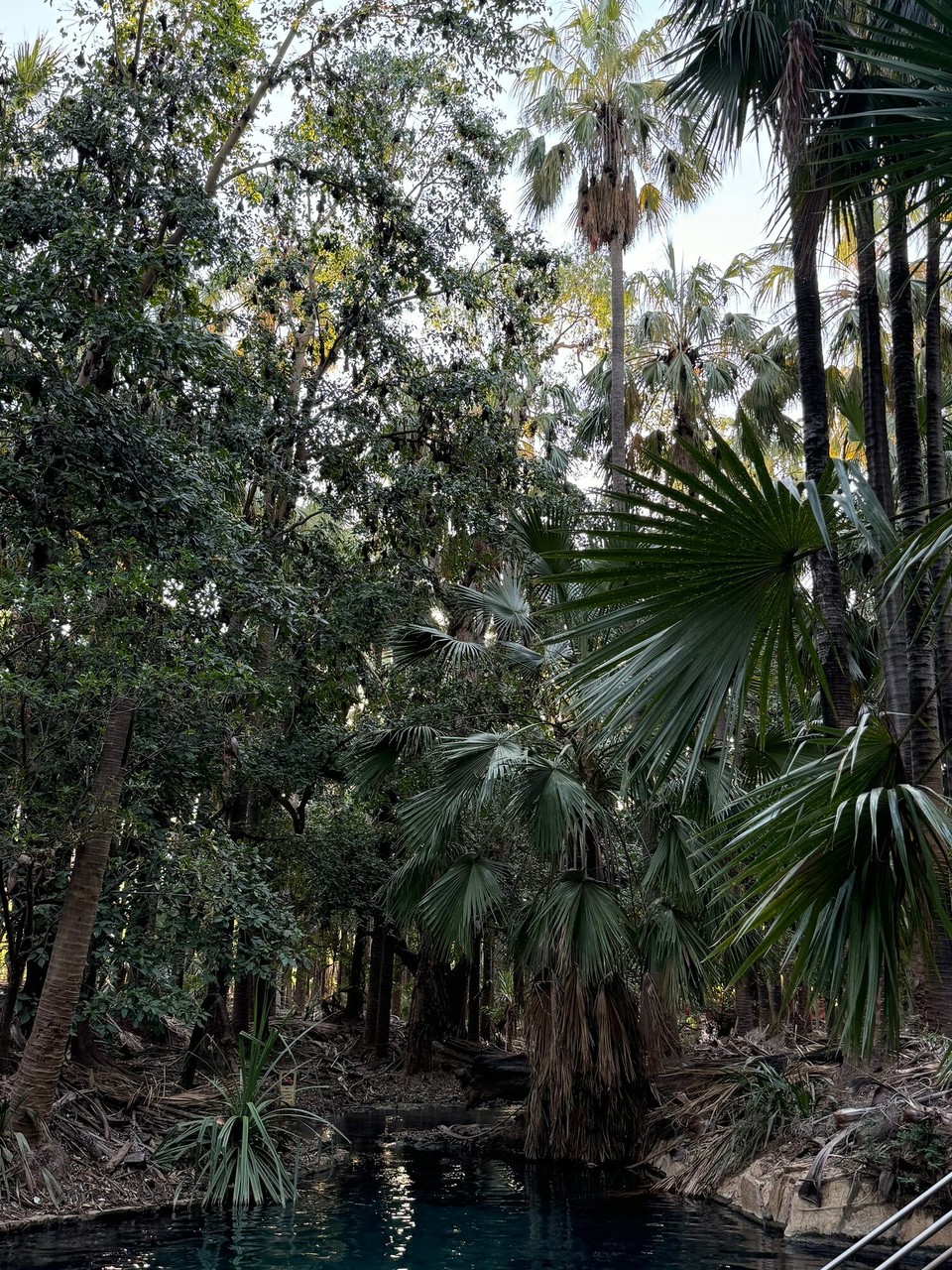 Australien - Mataranka - 