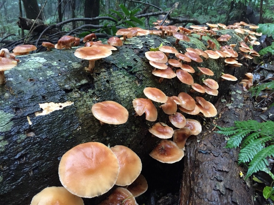  - Australia, Dorrigo Rainforest Centre - 