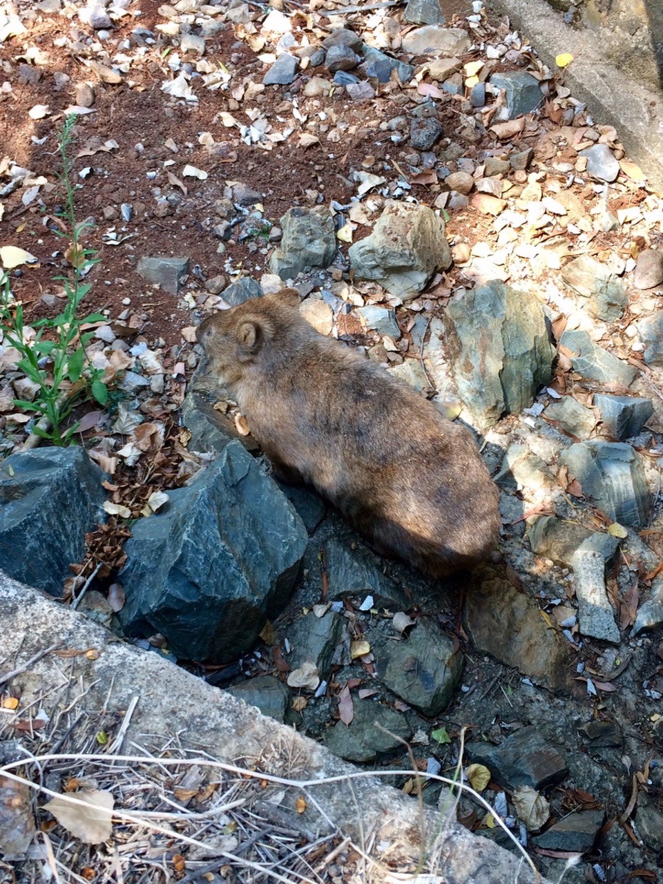 Australia -  - This cute fellow was on a between-naps stroll. 