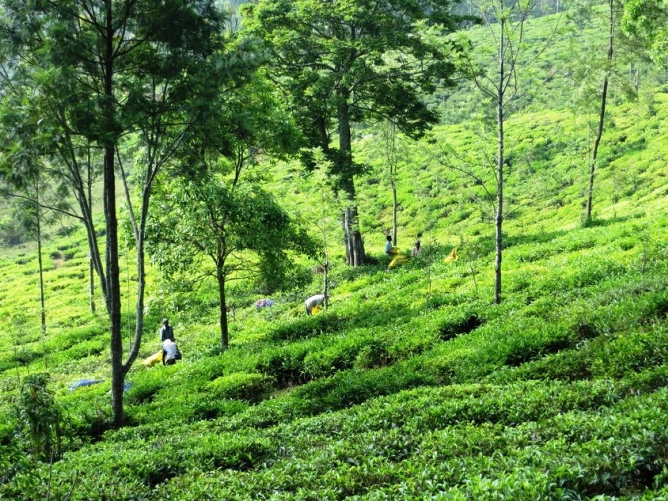 Indien - Coonoor - 