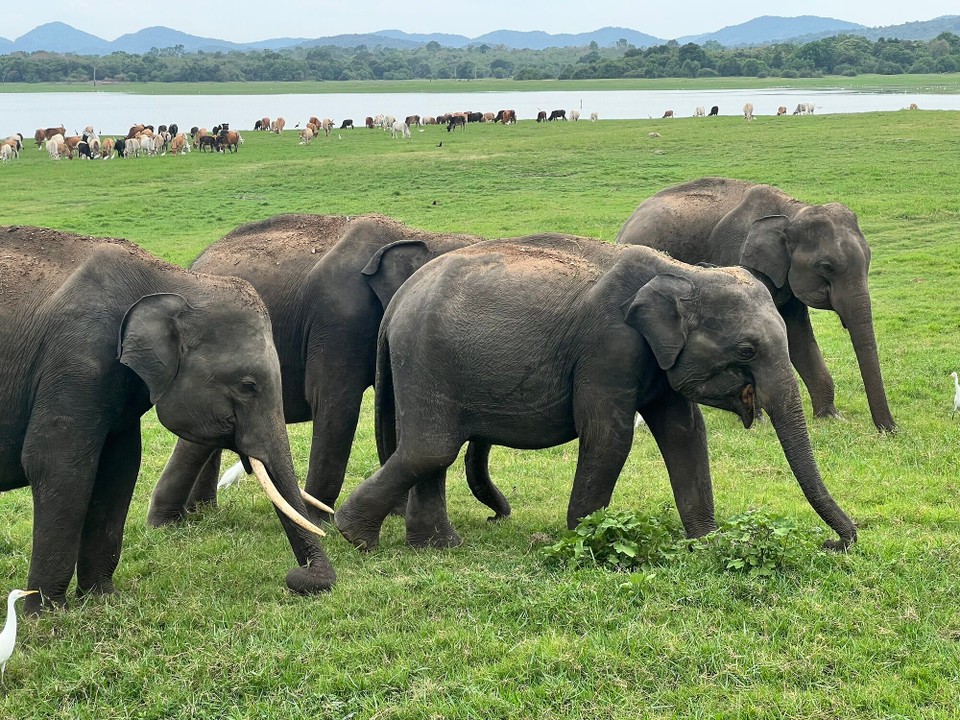 Sri Lanka -  - 