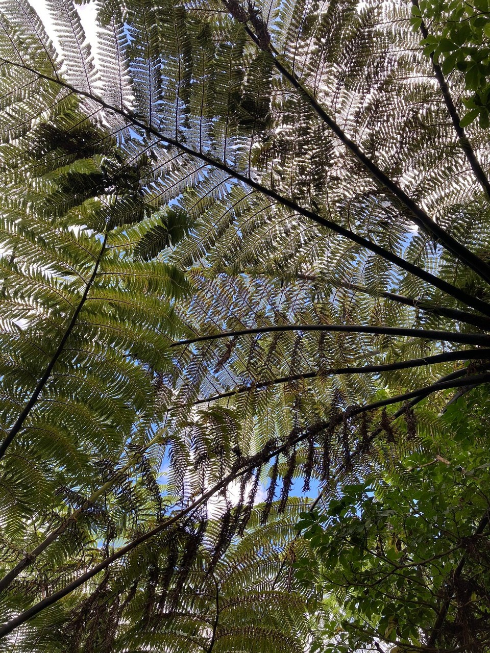 Neuseeland - Upper Hutt - 