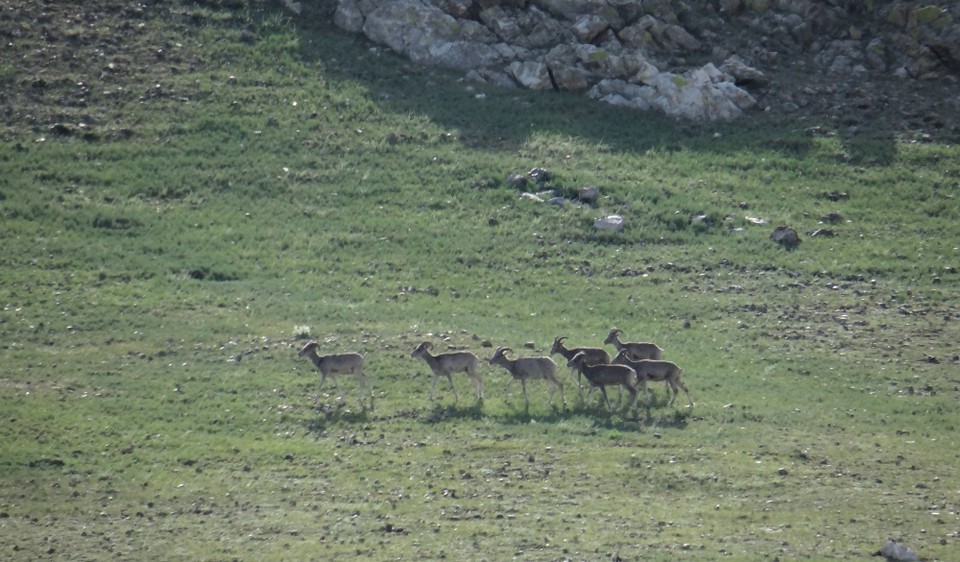 Mongolia - Baganuur - Rare Agali sheep