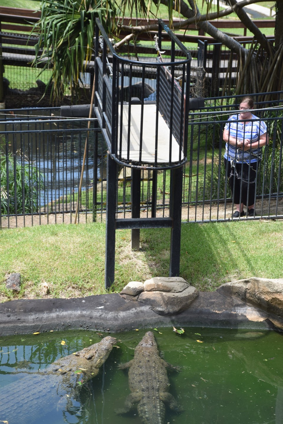 Australien - Currumbin - Die Krokodile warten auf die Fütterung