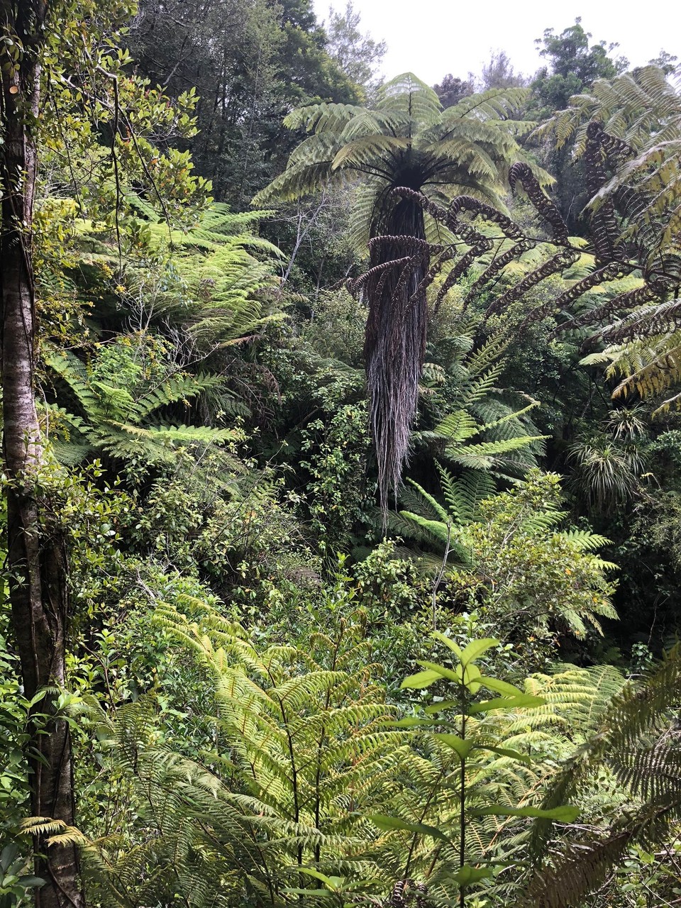 Neuseeland - Marahau - Traumhafte Fauna