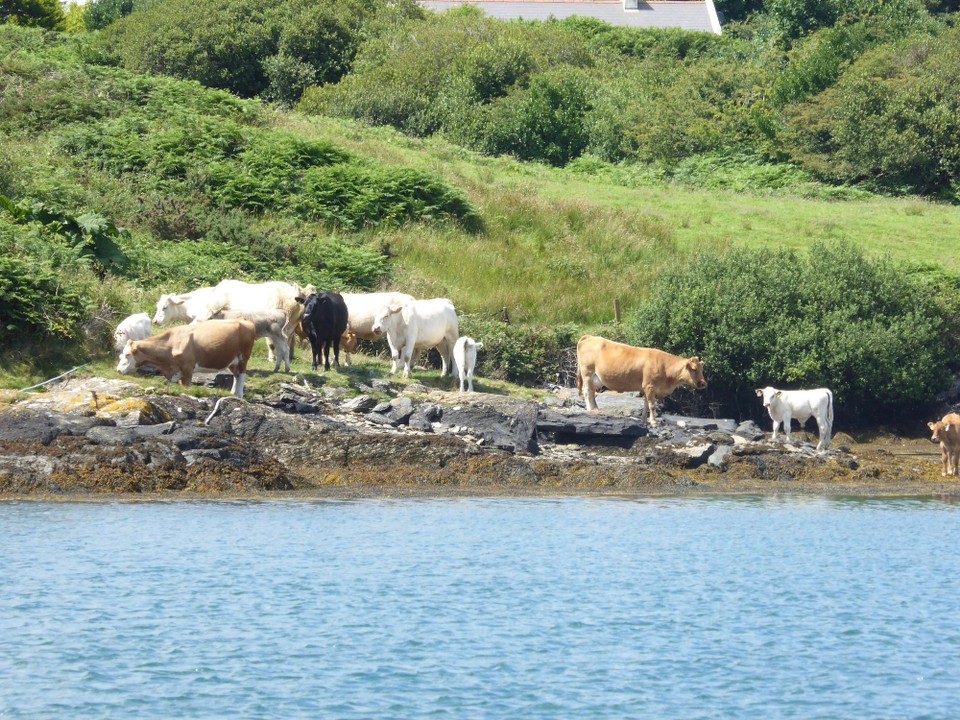 Ireland -  - Cattle graze down to the water’s edge.